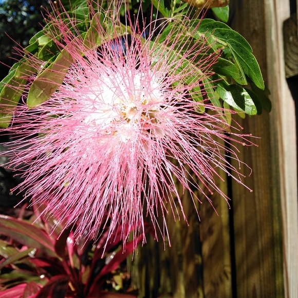 Meet your Posher, Vanessa - Picture 1 of 1